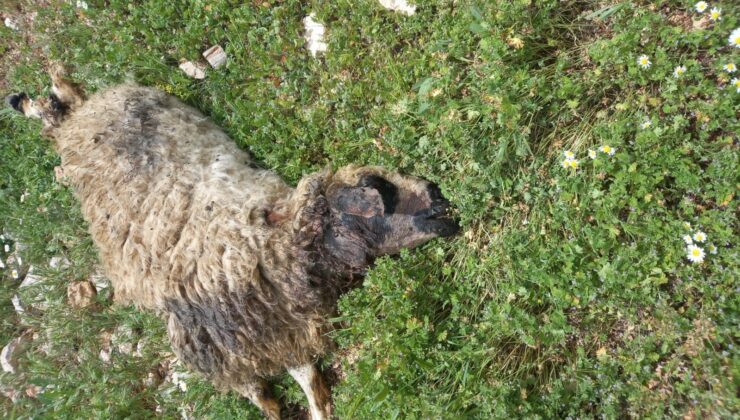 Sürüye saldıran kurt, çok sayıda koyunu telef etti