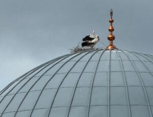 Bursa’da muhtar cami tepesindeki leylek yumurtaları için seferber oldu