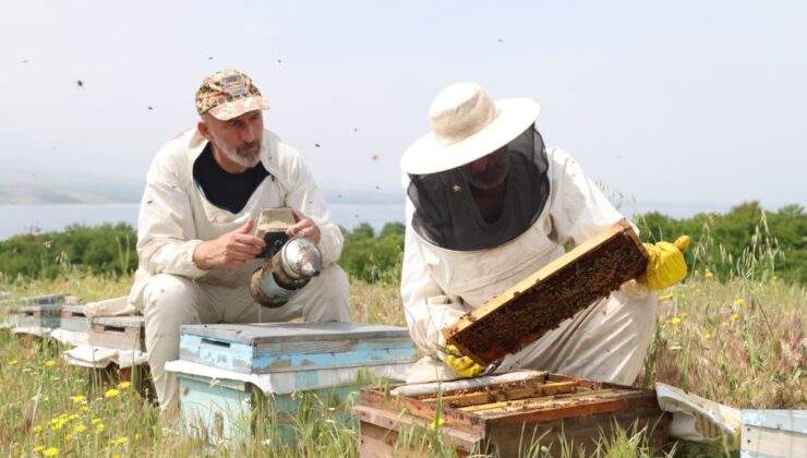 Toz taşınımı polen ve nektara ulaşımı zorlaştırdı, arılar strese girdi