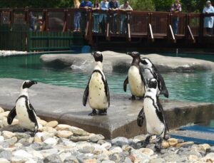 Bursa Hayvanat Bahçesi’nde penguen ailesine 2 yeni üye